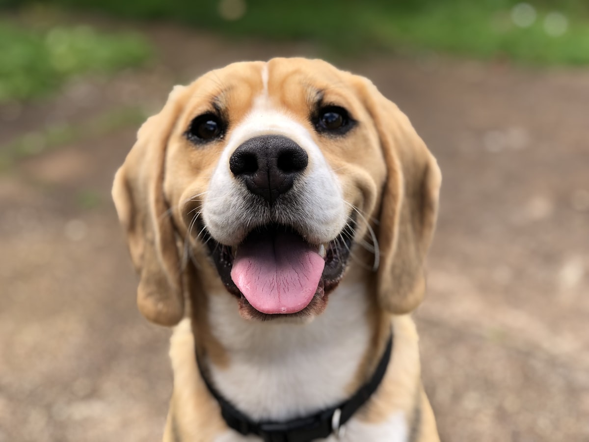 Foto: Behandlung Hund